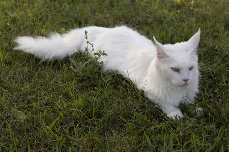 Large white beautiful wild cat Mei Kung petの写真素材