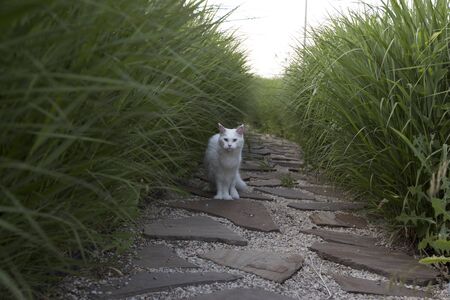 Large white beautiful wild cat Mei Kung petの写真素材