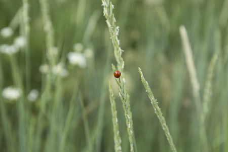 Fresh green grass and beautiful beetle Coccinellidaeの写真素材
