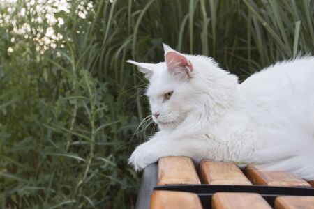 Large white beautiful wild cat Mei Kung petの写真素材
