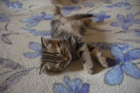 Pet pretty small British cats and kittens asleepの写真素材