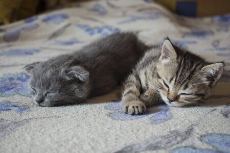 Pet pretty small British cats and kittens asleepの写真素材