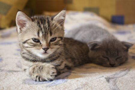 Pet pretty small British cats and kittens asleepの写真素材