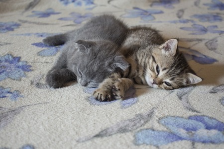 Pet pretty small British cats and kittens asleepの写真素材