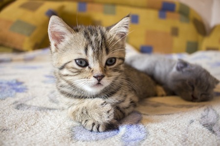 Pet pretty small British cats and kittens asleepの写真素材