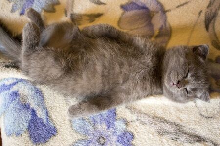 Pet pretty small British cats and kittens asleepの写真素材