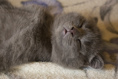 Pet pretty small British cats and kittens asleepの写真素材