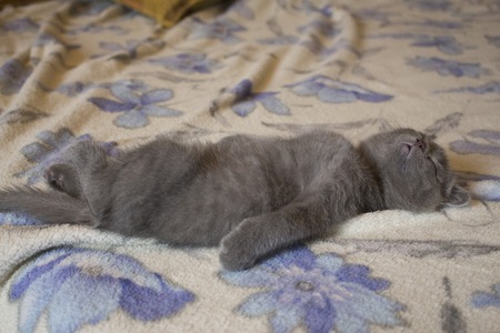 Pet pretty small British cats and kittens asleepの写真素材