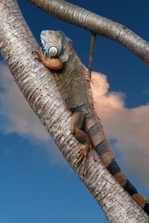 Large adult iguanaの写真素材