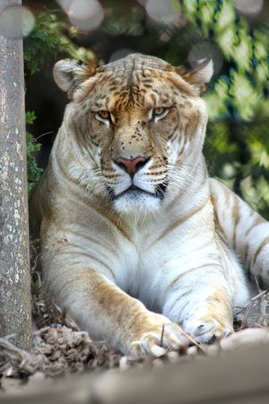 Tigerの写真素材