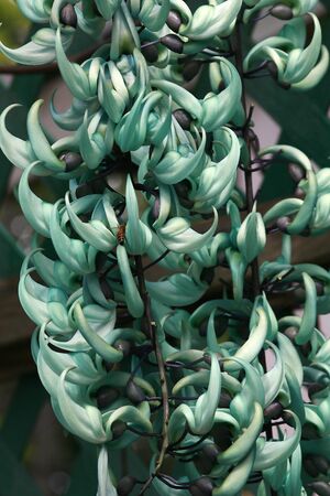 Exotic colorful tropical flower bloomの写真素材