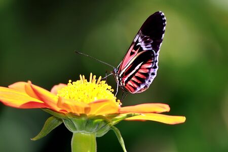 Piano Key Butterfly 3