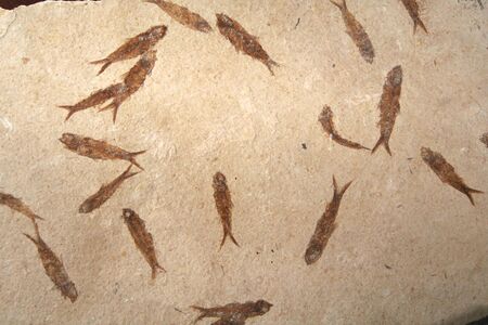 Fossil fish pattern