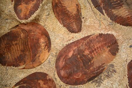 Trilobite group  Lancastria placentaの写真素材