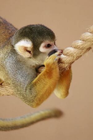 Squirrel Monkey planing next moveの写真素材