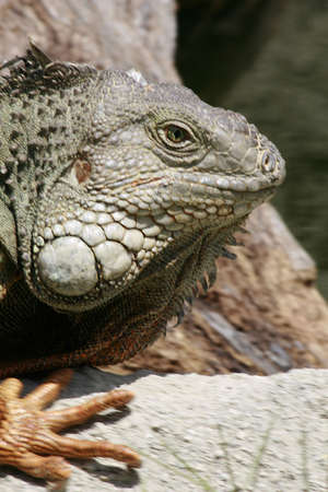 Close up of an adult Iguanaの写真素材