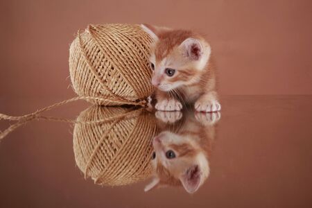 Baby kitten and sisal yarnの写真素材