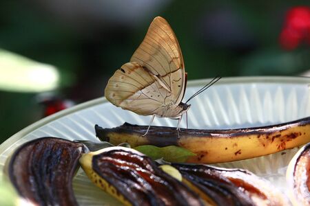 Butterfly feeds off a ripe bananaの写真素材