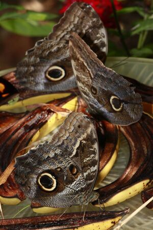 Trio of Blue Morphos feed off ripe fruitの写真素材