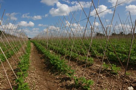Bean plants and trellises