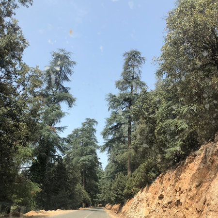 A scenic rural road surrounded by tall green trees under a clear blue sky, creating a calm natural...