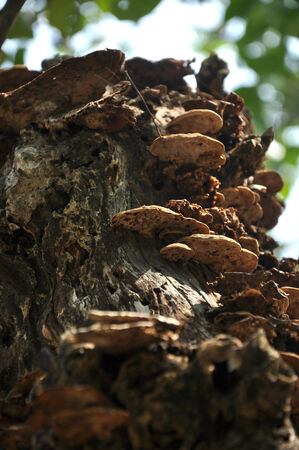 Mushrooms on a tree