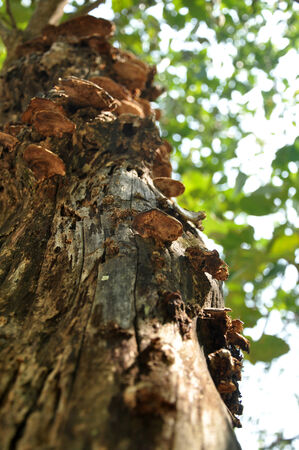 Mushrooms on a treeの写真素材