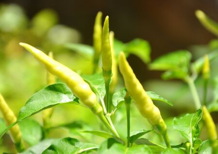 The green chiliの写真素材