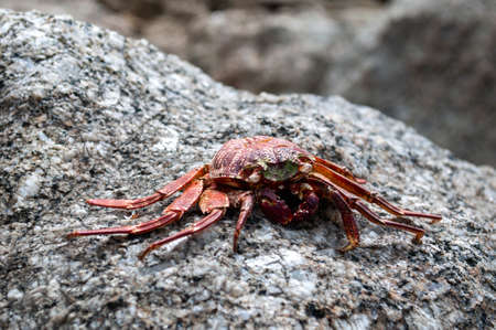 A redcrab is walking on the sea stone at one of beautiful beaches in Phuket, Thailandの写真素材