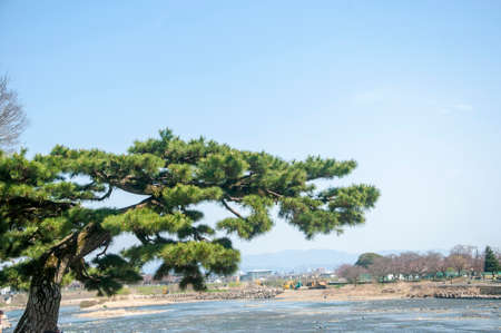 The Japanese pine tree in Springの写真素材