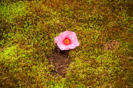 A beautiful flower blossom in spring in Japanの写真素材