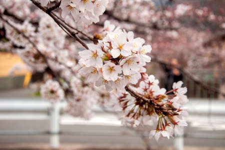 The Japanese cherry blossoms in Spring seasonの写真素材