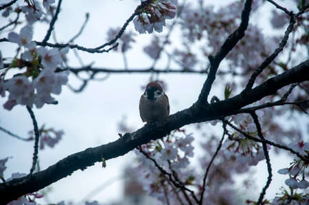 The Japanese cherry blossoms in Spring seasonの写真素材