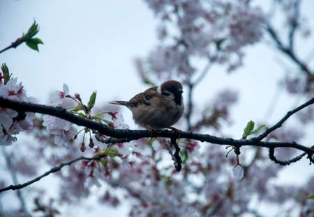 The Japanese cherry blossoms in Spring seasonの写真素材