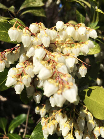 Beautiful flowers blossom in spring in Japanの写真素材