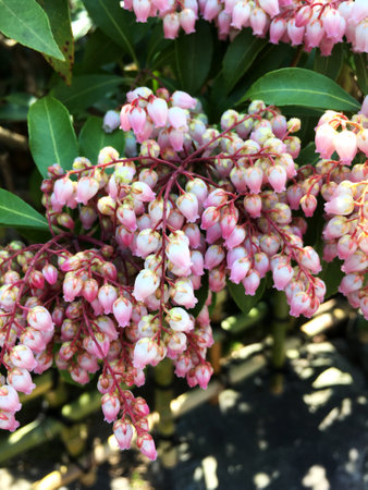 Beautiful Japanese blossom in the garden in Japanの写真素材