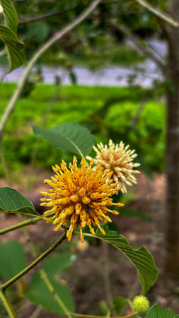 Close-up of a yellow flower on a background of green leaves