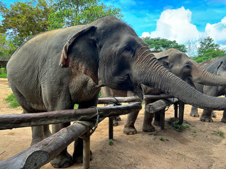 Elephants in a zoo. This is one of the largest animals in the world.の写真素材
