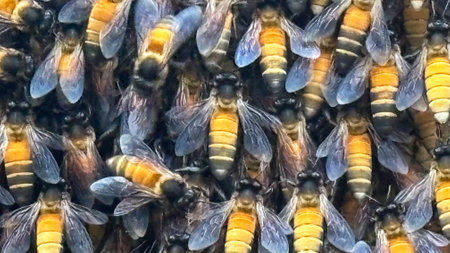 Close-up of a group of bees on a honeycomb.
