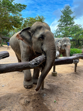 Gentle Elephant in a Sanctuary Settingの写真素材