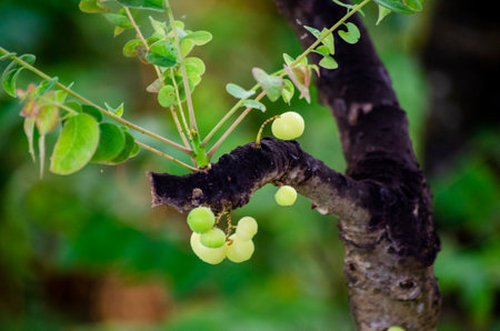 Star gooseberry fruit on tree in the garden at thailand.の写真素材
