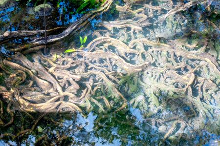 mangrove roots in the water. abstract background and texture at Tha Pom Klong Song Nam, Phang Nga,...