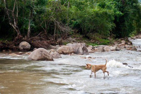 Dog Standing in River with Lush Jungle and Tree Background in Nakhon Si Thammarat, Thailand â Peaceful Nature Scene with Animal in Tropical Settingの写真素材