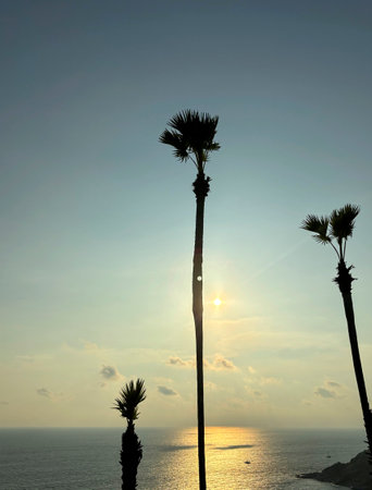 Sugar Palm Trees (Toddy Palms) at sunset, beautiful photo digital picture, Promthep Cape, Phuket, Thailandの写真素材