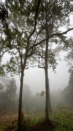 Trees in the fog at Kaeng Krachan National Park, Phetchaburi, Thailandの写真素材