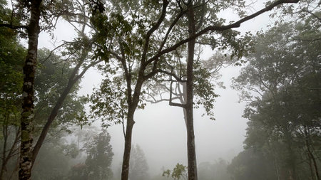 Trees in the fog at Kaeng Krachan National Park, Phetchaburi, Thailandの写真素材