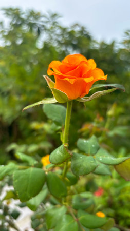 Yellow rose flower in the garden with green leaves background, Thailand.の写真素材