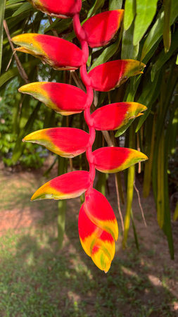 Beautiful Rostrata flower in garden, Thailand. Close up.の写真素材