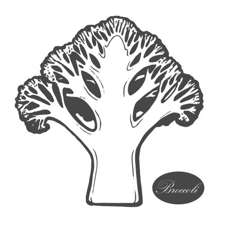 Broccoli  . Organic food. Organic botanical design template. Hand drawn Vector illustrationのイラスト素材