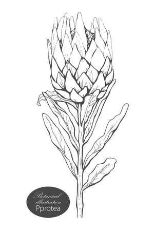 Organic botanical design template. Hand drawn Vector protea flower illustrationのイラスト素材